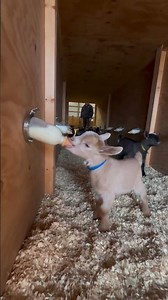 Where Did These Baby Goats Go?! The Feeding Reveal 🐐🥛