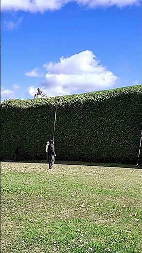 Cedar Hedge Trimming