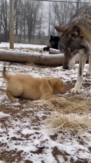 Hero Wolf Saves Labrador Puppy from Pack - Amazing Animal Rescue