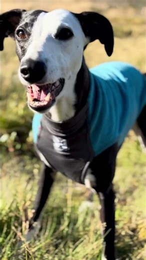 Layer up for all-day activity🐾🍂!