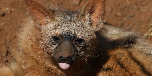 Aardwolf: A Complete Guide To The African Aardwolf