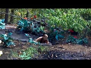 Swimming With Mud Sharks