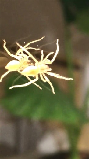 L’araignée jaune… se contemple dans le miroir. #france #shortsyoutube #spider #nature