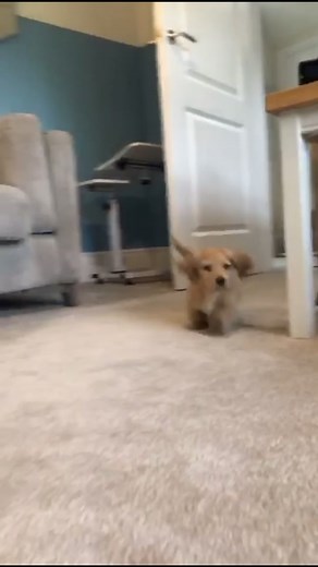 Miniature Dachshund George on TikTok