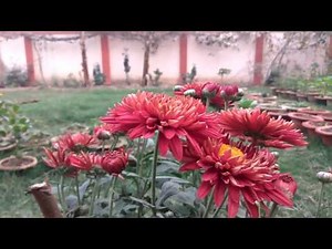 Xiaomi Redmi Note 4 | Camera Review | Video Test | Sample