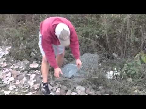 Setting a Live Trap For Rabbits (How To)