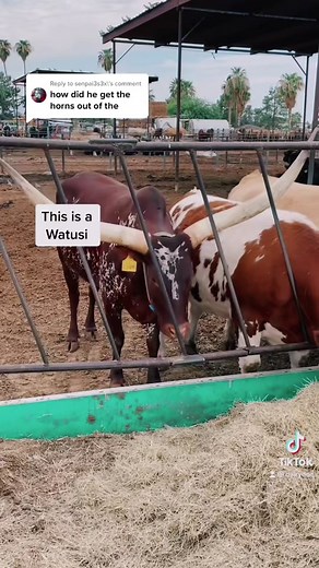 Female Cow with Horns: Maneuvering Through Small Spaces