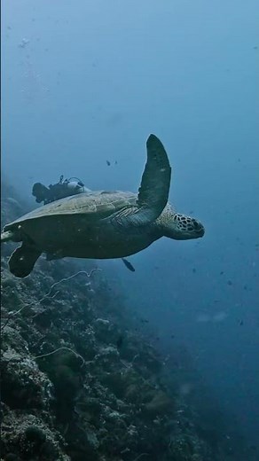 Into the deep blue #indonesia #bunakenmarinepark #scubadiving