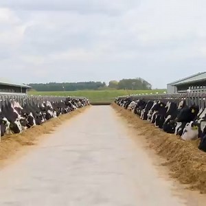 The next generation of dairy farmers continue the legacy of those that came before them. They are bright, fierce, fearless and as diverse as the dairy products they work hard to produce. We’re #DFAProud to see several of our family farm-owners represent the future of our industry in this Dairy Good video. | Dairy Farmers of America, Inc.