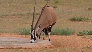 Watch as the beautiful Oryx antelope guzzles gallons of water during a hot day in the African Bush Kingdom #reels #reelsfb #reelsviral #viralpage #video #africa #Amazing #life #Wow #wildlife #travel #wild #desert #kalahari | African Bush Kingdom