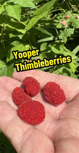 Da.Yooper.Dat.Cooks on TikTok