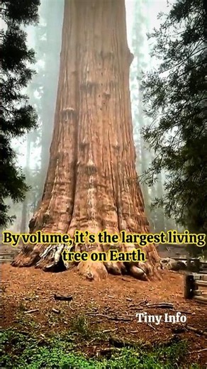 General Sherman Tree #largesttree #tree #tinyinfo #information #facts #shremantree #gk #fact