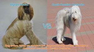 Afghan Hound vs. South Russian Ovcharka: A Comparison of Long-Haired Dog Breeds