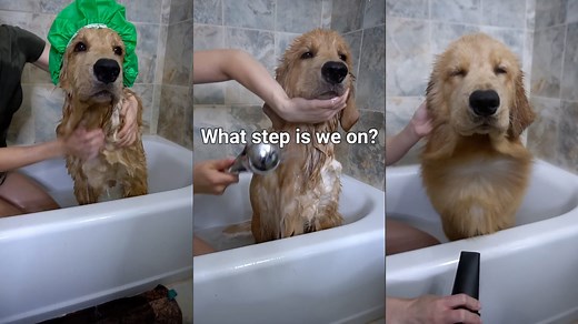How to Bathe a Golden Retriever (Step-by-Step Dog Grooming)