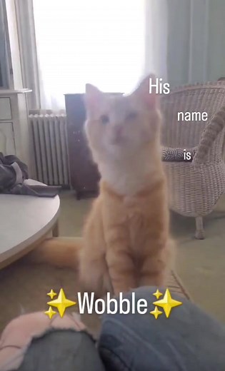 Wobbly Cats and Bobbling Heads: Understanding Cerebellar Hypoplasia in Cats