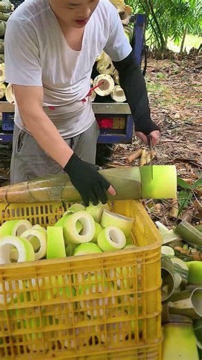 Satisfying Bamboo Shoot Cutting