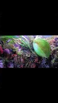 Making a Small Jungle #terrarium