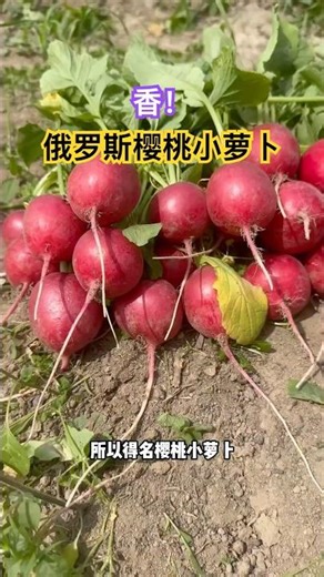 Delicious! Russian cherry radishes!