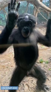 “Feeling cute, might delete later.” ~ Bo the bonobo…probably. 😍 This is the Cincinnati Zoo’s youngest bonobo, 4-year-old Bo. He's a cutie and he knows it. https://bit.ly/2YoJQ8W | WLWT