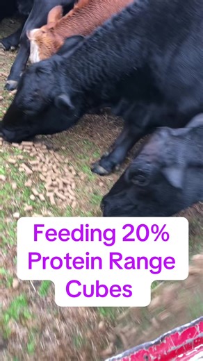 farmer Feeding cows range cubes on the farm #farmer #farm #cow #cattle | feeding cows