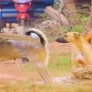 The canary dog breeding, process wonderful and exciting! | Slaven Dogs