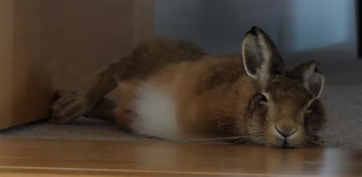 How a baby hare changed a political advisor’s life