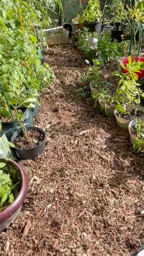 Make Your Garden Paths Look New Again #woodchips #pathway #shorts