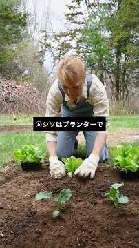 ☀️ 猛暑でも元気！暑さに強い夏野菜5選