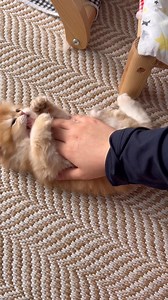 “If you have a cat… 💛😊💛 Coming home from work doesn’t mean exhaustion — it means a tiny dose of happiness. Who wouldn’t want to be in my place?” #love #cat #cats #usa #dubai #miami #ABD #california #spain | Caglar House Cattery Alp