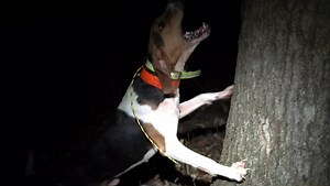 Sound on to hear a World Champion Coonhound. Full hunt with AKC World Champion Grand Nite Champion PKC Platinum Champion Davis’ ROSEDALE PHROGGER on my YouTube channel. #coonhunter #squirrelhunter #gundog #furdog #coonhound #beararchery #starkoutdoors #winter #Dogtra #outdoorsman #gundogmagazine #vortexnation #houndsofinstagram #outdoorphotography #mountaincur #dogtrahuntingops #hound #mountaincursofinstagram #photography #ukchuntingops #squirreldog #wildlifephotography #hunting #huntingdog #out