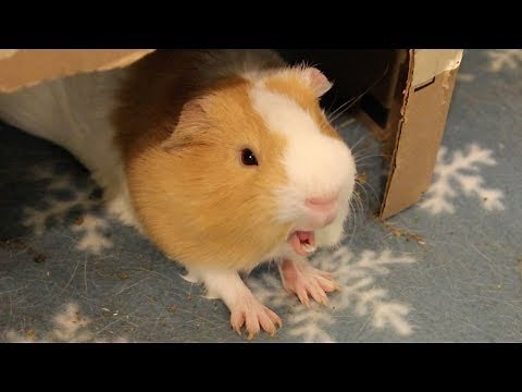 Guinea pig yawning