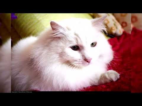 Angora turc. Avantages et inconvénients, Prix, Comment choisir, Faits, Soins, Histoire