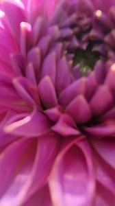 2.9K views · 77 reactions | Just a little dahlia appreciation post. Seriously gorgeous!  | Adelaide Botanic Garden | Facebook