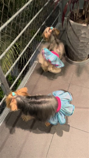 Es viernes y el cuerpo lo sabe, y como tanto lo pidieron, parte 2 de este gran temazo 🔥🎶 ahora si! Brillos y lentejuelas ✨ MaYa & mOrA ♡ #dog #viral #fyp #parati #juanalacubana