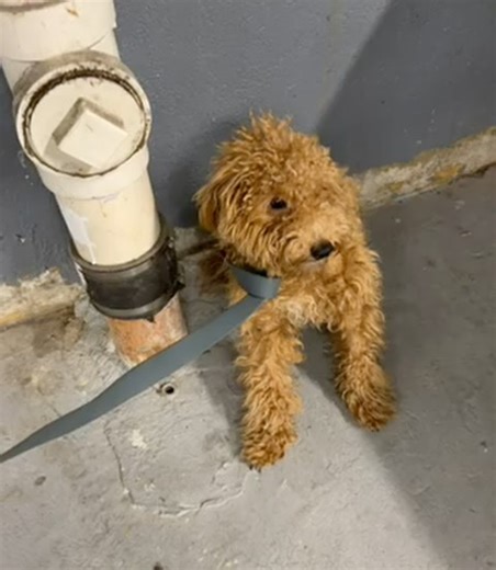 North Bergen Police Department on Reels