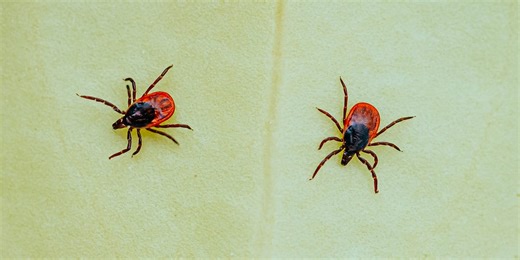 Experts Predict Summer 2021 Will Be a ‘Tick Time Bomb’—Here’s How to Stay Safe