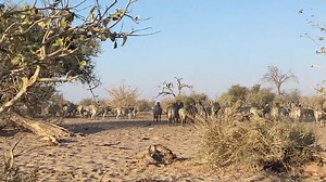 2.3K views · 44 reactions | Yes, we arrived in the middle of the annual Zebra migration. | Protea 4x4 | Facebook