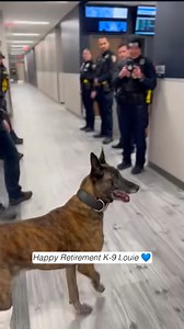 Happy Retirement K-9 Louie 💙🎉 "Take the final walk with Louie & K9 Officer Radke into the Police Department from the squad car as Louie is welcomed into retirement ❤️ At 9 AM on 1/13/25 Ofc. Louie, #7106, was officially retired from active duty at the Caledonia Police Department. He is getting older and a recent Achilles tendon tear shortened his career by a few months. He will live out the rest of his days with his partner, Ofc. Corey Radke. " 📷 Village of Caledonia Police Department . . . #