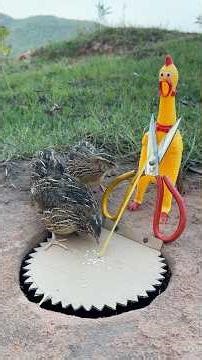 Unique DIY Quail Bird Trap #camping #outdoors #bushcraft