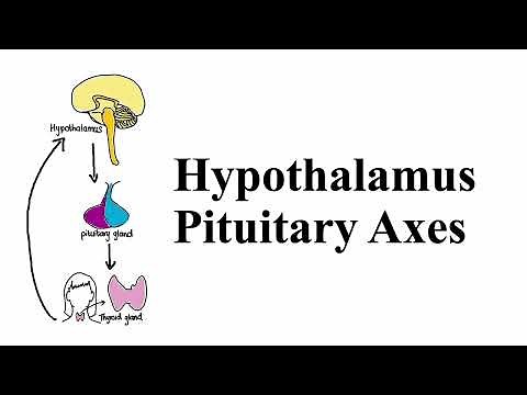 What is the Hypothalamus Pituitary Axis System? | MCAT Biology | Med School Endocrinology
