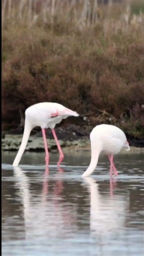 Flamingo dance