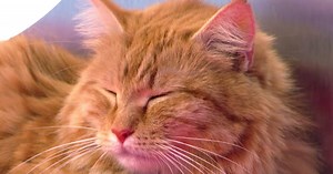 Cat-lete of the Week - Meatball - Cat Bowl II