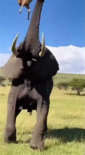 Elephant Shows True Power in Seconds