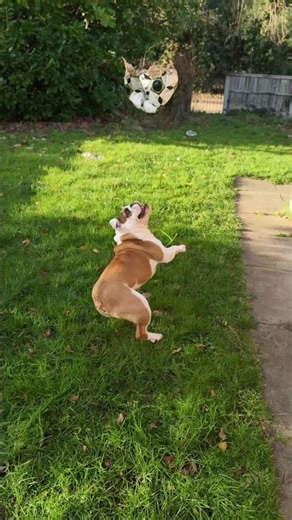 Nobody catches a ball better than a bulldog?🤔 #englishbulldog #dog #pets