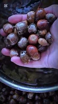 How to eat acorns #camping #survival #how #outdoors #viral #shorts #bushcraft #food #foryou