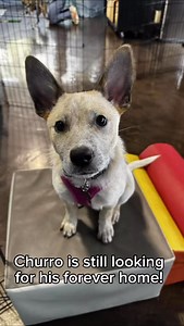 🎉ADOPTED!🍩 ✨ Meet Churro — the sweetest snack with legs! ✨🐾 This 16-week-old Australian Cattle Dog pup is basically your morning espresso in puppy form: energetic, hilarious, and guaranteed to make your day better. Churro runs on zoomies, tug-of-war, and pure enthusiasm. He’s a cinnamon-swirl mix of smarts and silliness, doing great with training and already showing off his genius-level problem-solving (and occasional selective listening… he is a cattle dog, after all 😇). He loves fetch, toy