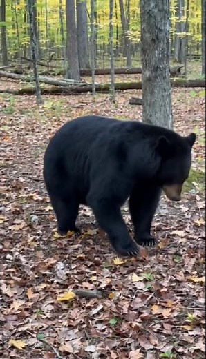 Black Bear vs Skunk — Guess Who Won 🦨 #shorts