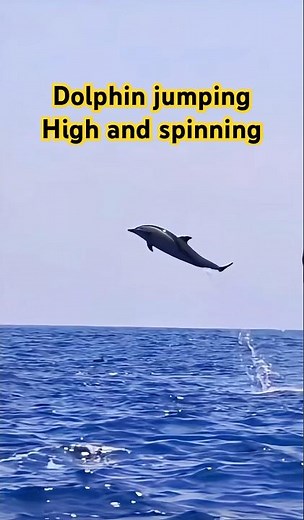 Dolphin Jumping High in the Air | Incredible Dolphin Spins Caught on Camera