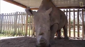 32K views · 1.4K reactions | Muere Sudan, el último rinoceronte blanco macho que quedaba en el mundo. | National Geographic | Facebook