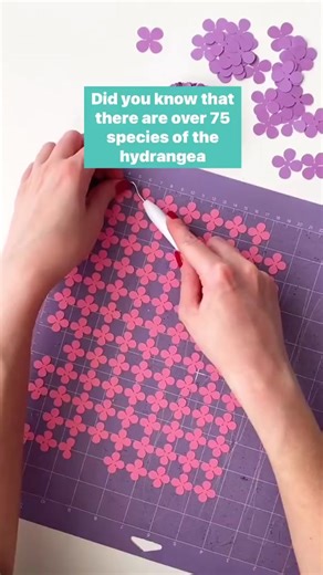 Understanding Hydrangea Flower Meanings and Symbolism